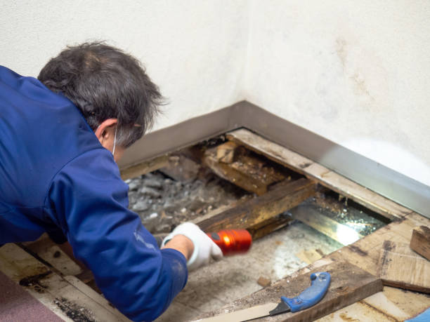 Best Mold Cleaning Services  in Montclair, CA