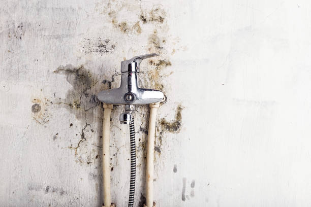 Best Mold Removal Company Near Me  in Montclair, CA
