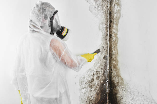 Mold Removal and Inspection in Montclair, CA