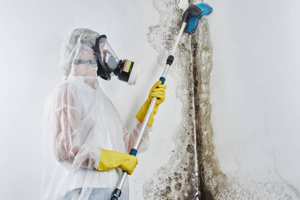 Best Certified Mold Removal  in Montclair, CA