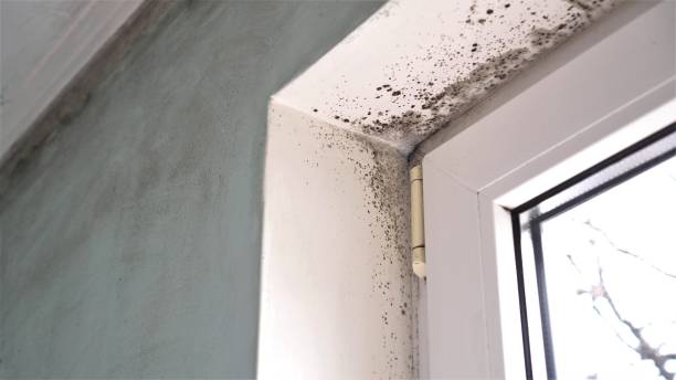 Best Mold Testing  in Montclair, CA