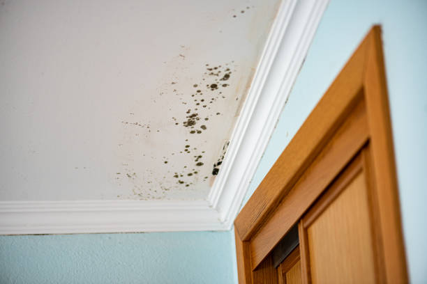 Mold Removal Process in Montclair, CA