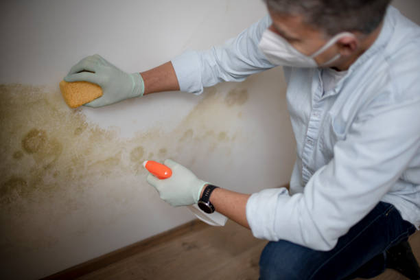 Best Mold Damage Repair  in Montclair, CA