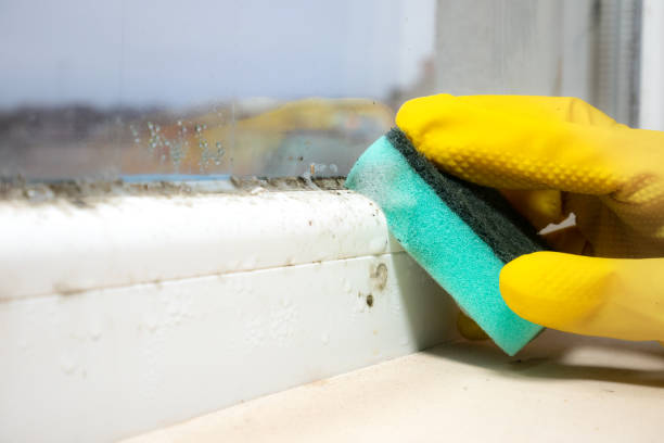 Best Mold Removal Near Me  in Montclair, CA