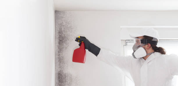 Montclair, CA Mold Removal Company