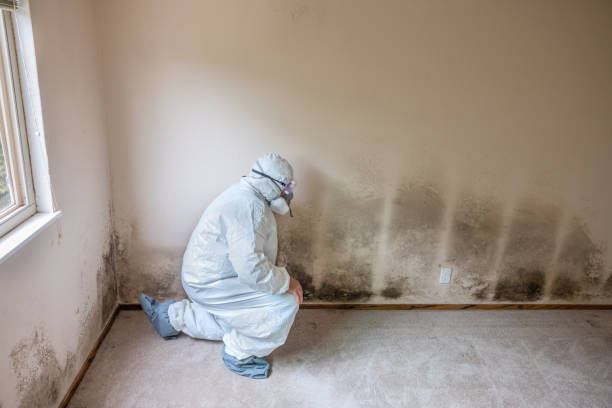 Best Fast Mold Removal  in Montclair, CA