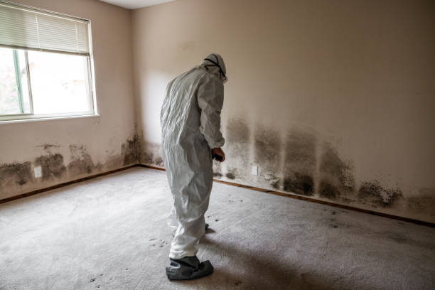 Office Mold Removal Services in Montclair, CA