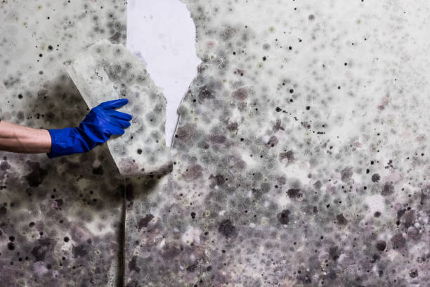 Best Fast Mold Removal  in Montclair, CA