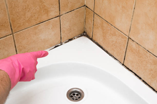 Best Local Mold Removal Service  in Montclair, CA